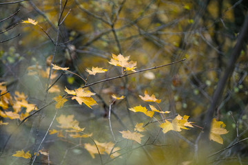 Forêt en automne