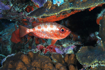 Obraz na płótnie Canvas Glasseye snapper fish