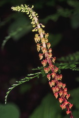 Malaxis Versicolour. Family: Orchidaceae. An interesting ground orchid found growing on lateritic boulders and rocks in the evergreen forests of the Western Ghats, India.