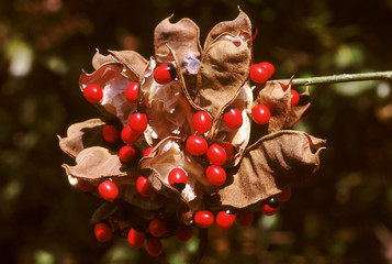 Abrus Precatorius. Family: Fabaceae. The leaves of this climber are used for chewing as 'paan'. The seeds are poisonous and were used as jewellers weights.