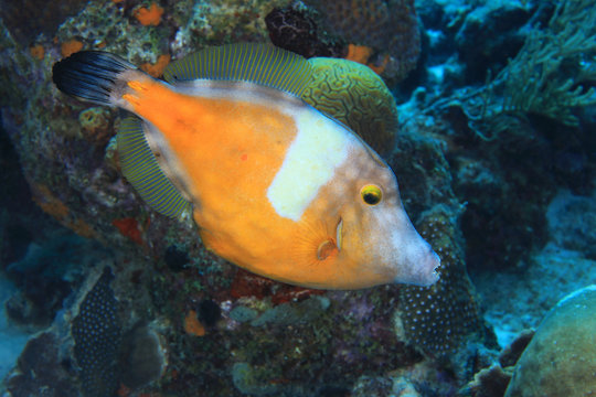American whitespotted filefish
