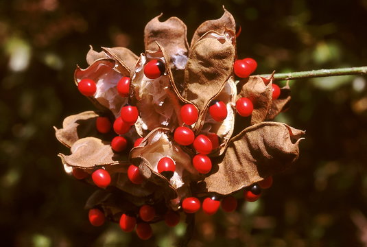 Abrus Precatorius. Family: Fabaceae. The leaves of this climber are used for chewing as 'paan'. The seeds are poisonous and were used as jewellers weights.