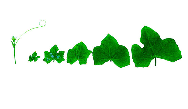 Fresh Leaf set of Lvy Gourd on white background