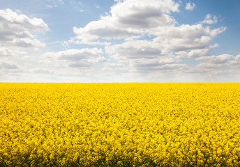 The field of yellow rapeseed flowers