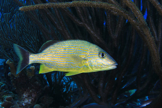 Blue stripe grunt fish