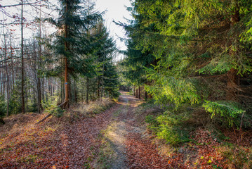 forest road covered with leaves from tree in autumn with sun rays