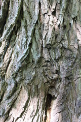 tree bark texture, wood pattern, cracked tree bar