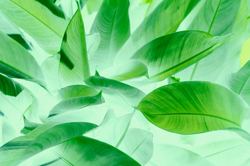 Plakat The shape of the leaves, beautiful, modern, makes it look dimensional. Of natural leaves