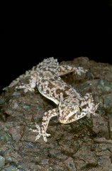 Hemidactylus brooki. This is one of the common geckos found in India under rocks and occasionally in houses.