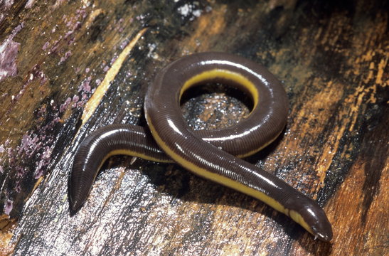 Ichthyophis sp. One of the caecilians found in the moist forests of the Western Ghats.