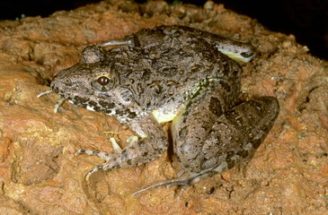 One of the frogs from the Western Ghats. This species has highly elongated toes on the hind limbs and leaps very well.