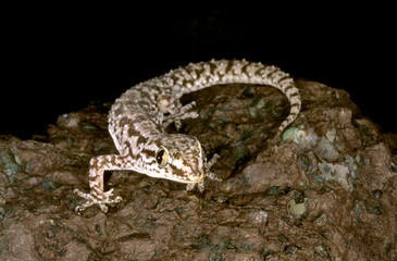 Hemidactylus brooki. This is one of the common geckos found in India under rocks and occasionally in houses.