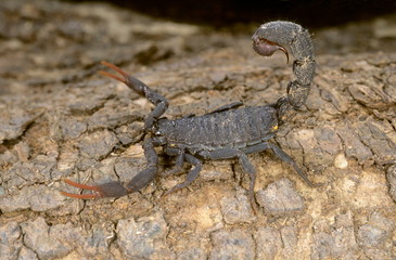 Mesobuthus pachyurus. A common scorpion found in the black soil areas of the Deccan. Its sting is...