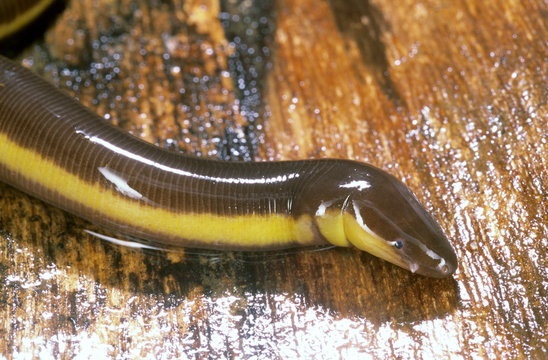 Ichthyophis sp. One of the caecilians found in the moist forests of the Western Ghats. The sensory tentacle can be clearly seen between the eye and the nostril.