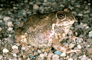 Sphaerotheca breviceps. this frog is also called the short headed burrowing frog.