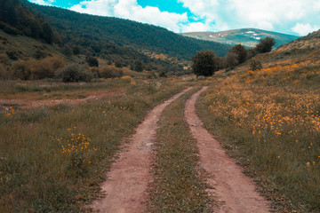 road in field