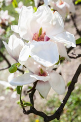 Pale pink magnolia flowers