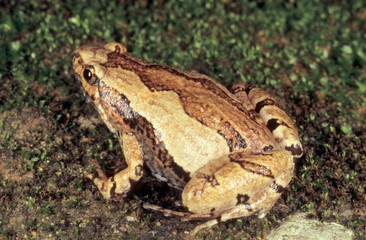 Microhyla ornata. Also called the ornate narrow mouthed frog. It has a remarkably loud call for its size.