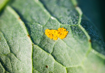 Yellow Colorado potato beetle's eggs.