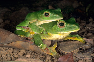 Amplexus in Rhacophorus malabaricus, the malabar gliding frog. This frog can glide from higher branches to the ground.