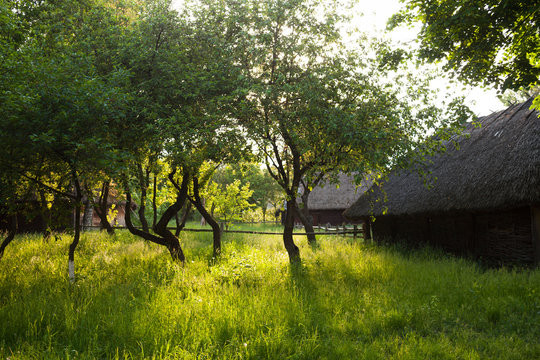 The garden in the Ukrainian village