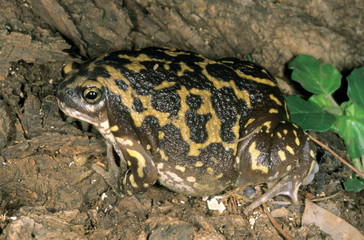Uperodon systoma. The marbled balloon frog. 