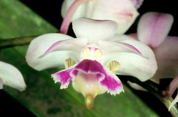 Aerides crispum, Curled Aerides. An epiphytic orchid with fragrant flowers found in the Western Ghats.