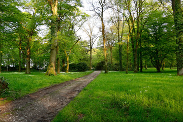 A fresh, green park with large oak trees, a small road and flowers in the spring