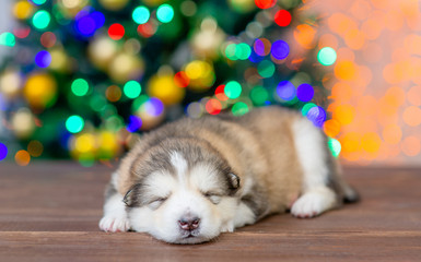 Fototapeta na wymiar Baby alaskan malamute puppy sleeps with Christmas tree on background. Empty space for text
