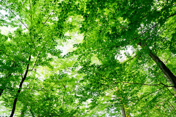 Fototapeta na wymiar Fresh green leaves in the spring in a beech forest