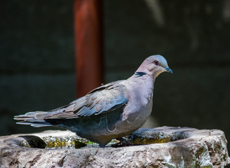 A red-eyed dove takes a refreshing drink of water from a birdbath in an urban garden image with copy space in horizontal format