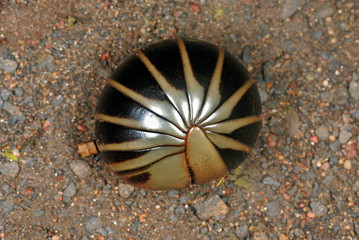 A pill millipede which lives on the forest floor. Usually seen during the rainy season and rolls up...