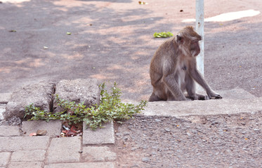 Monkeys sit on the bridge fence during the day