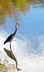 Great Blue Heron (Ardea herodias) Photographed in Colorado