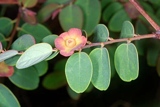 Female flower of Breynia, cup and saucer plant