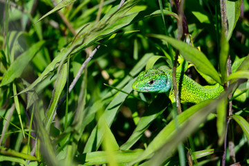 Green lizard (Lacerta bilineata) in the grass