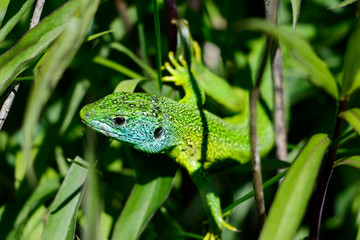 Portrait of a green lizard (Lacerta bilineata) in grass