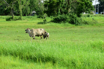 Cow on the green field