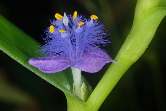 Flower of a member of family Commelinaceae. The extremely hairy stamens are typical of this as well as several other closely related members of the genus Cyanotis.