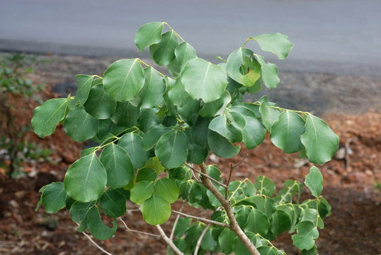 The leaves of Dalbergia latifolia,  Indian Rosewood. This deciduous tree is a very well known hard-wood timber known as rose wood. It has a dark purple-brown heart wood and beautiful glossy foliage.