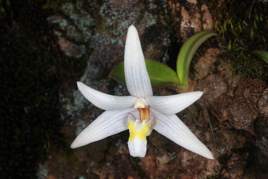 Flower of an epiphytic / lithophytic orchid Eria reticosa from the Western Ghats. The entire genus Eria along with the closely related genus Porpax are often referred to as button orchids. 