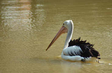 Fototapeta na wymiar Great white pelican (Pelecanus onocrotalus) also known as the eastern white pelican, white pelican on a lakeshore
