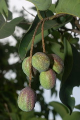 Fruit of Terminalia chebula popularly known as hirda or the chebulic myrobalan. 