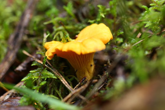 Poisonous mushrooms chanterelle agarics grow