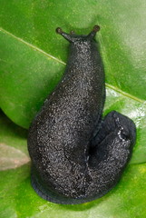 A black slug. This gastropod is related to snails but lacks a shell. In the dryer parts of India...