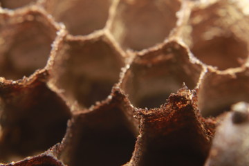 close up shot of Vespirary Or Wasp beetle nest texture background. Grey And Brown Texture.