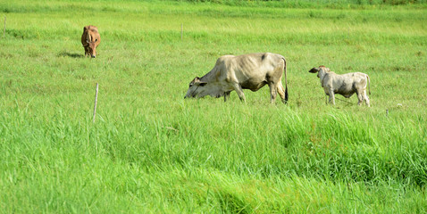 Naklejka na ściany i meble Cow on the green field