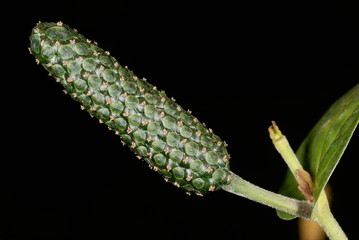 Fruit of Piper longum,  Long pepper. 