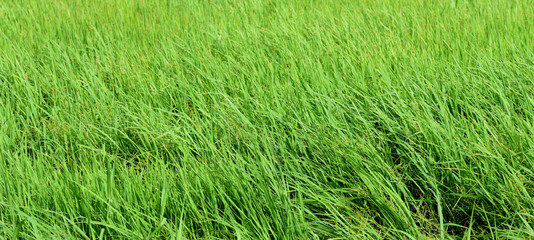 Obraz premium Green rice field taken on a sunny day