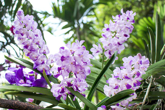 Inflorescence of orchid purple petal vanda with water drops blooming in natural garden  summer field background